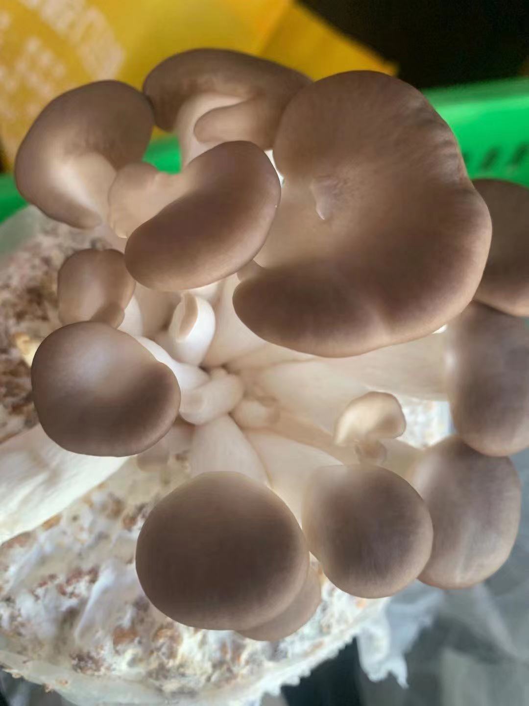 Fresh Mushroom NZ Grown logo